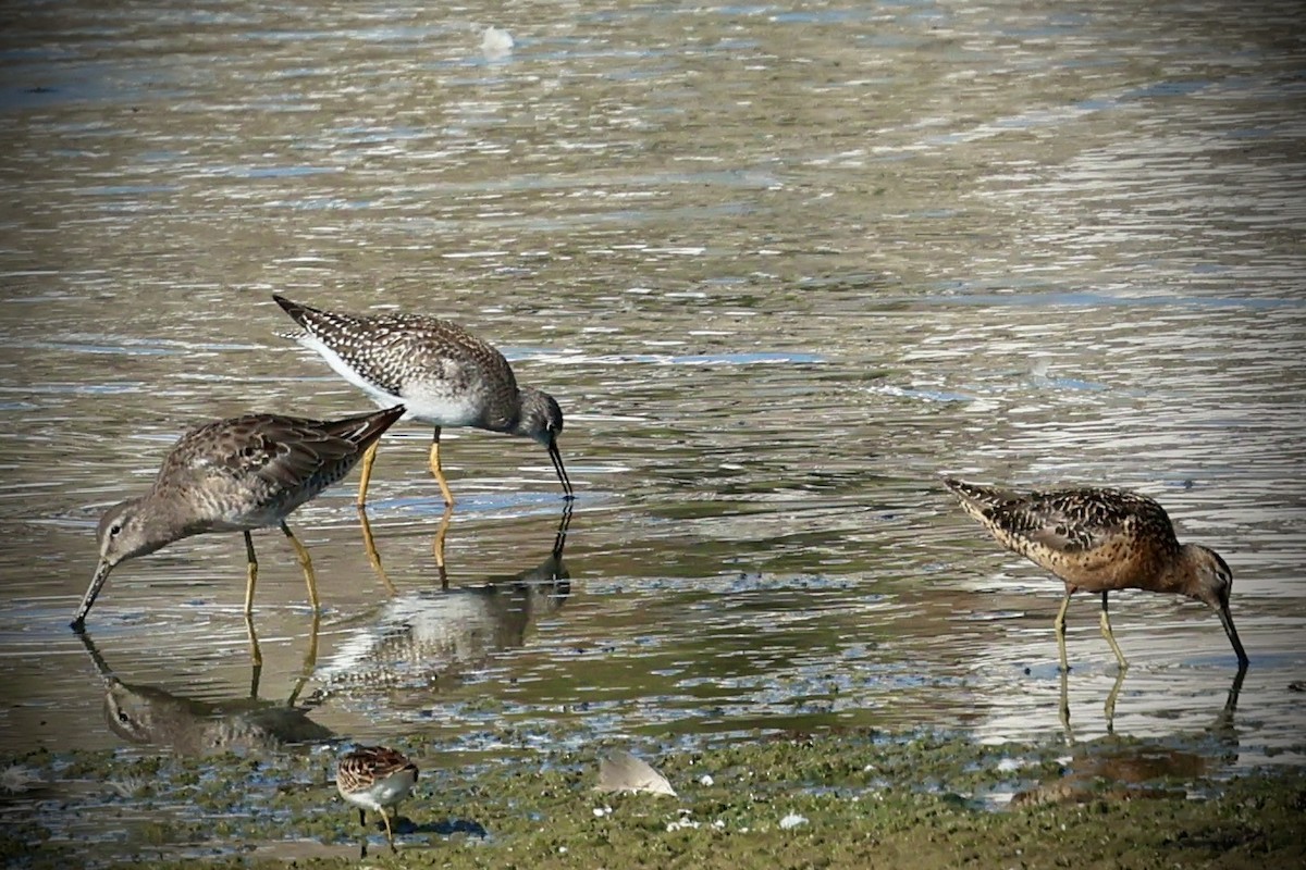 gulbeinsnipe - ML622930398