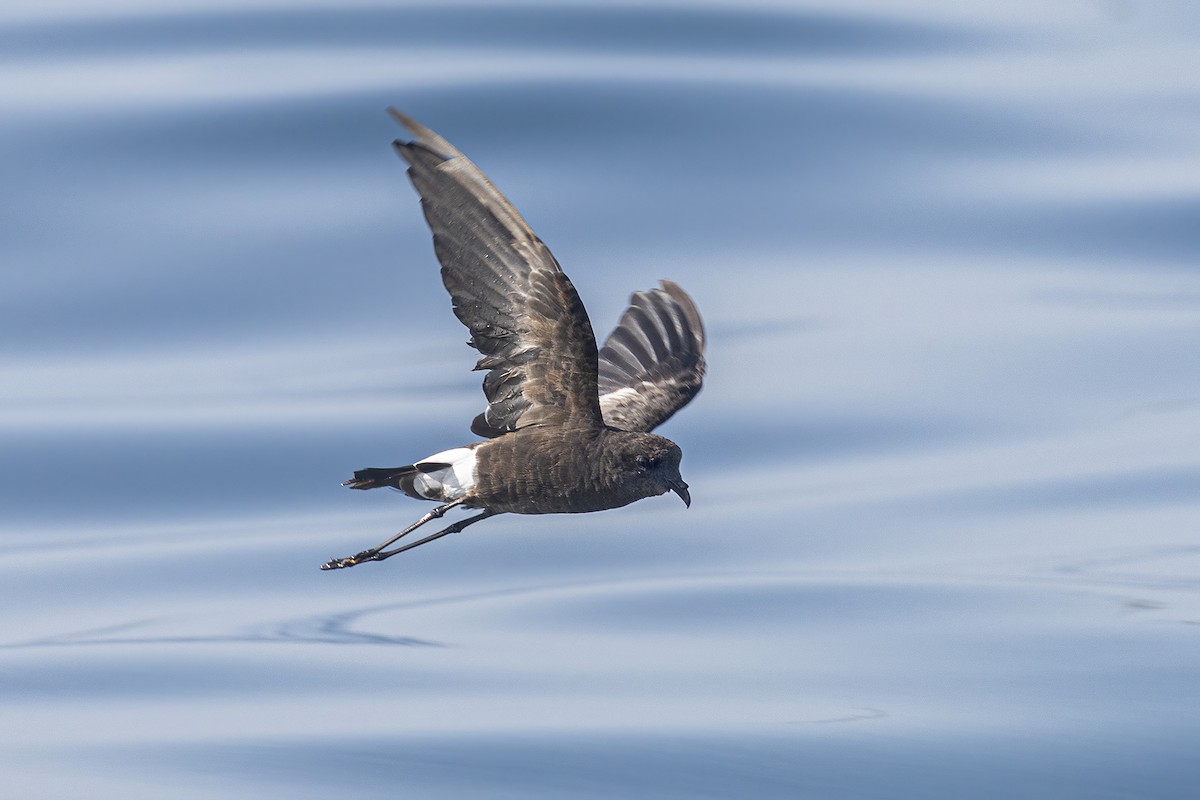 Wilson's Storm-Petrel - ML622930451