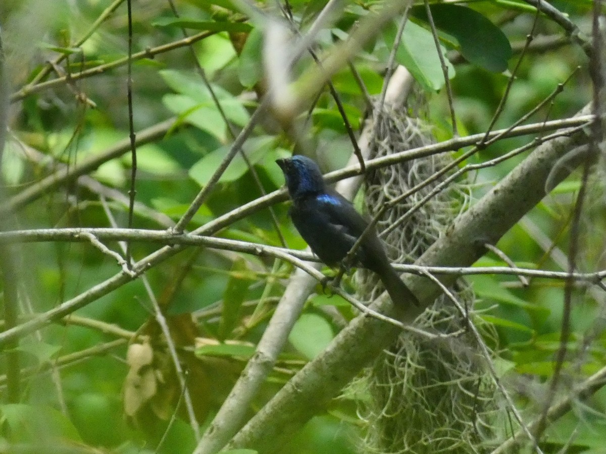 Blue Bunting - Noam Pagany