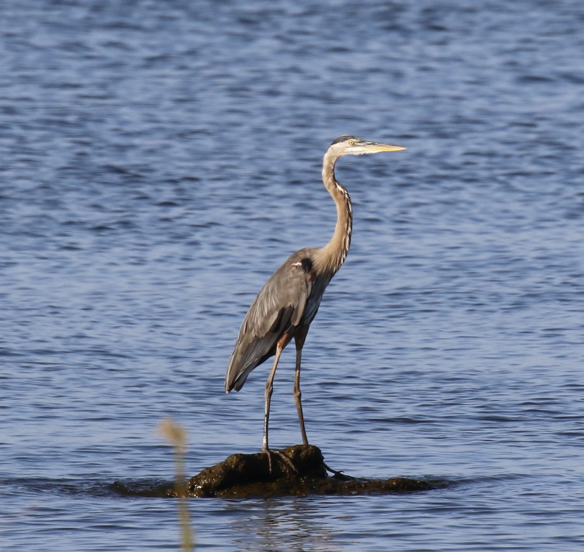 Great Blue Heron (Great Blue) - Laura Sare