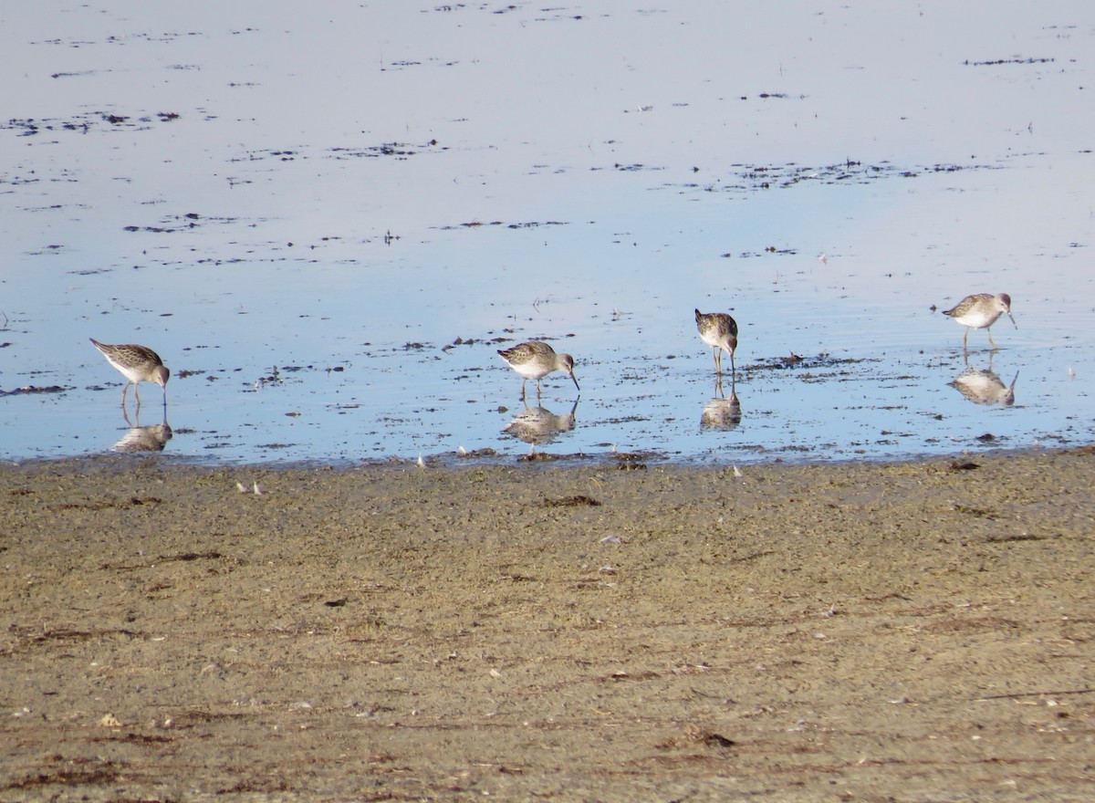 Stilt Sandpiper - ML622930650