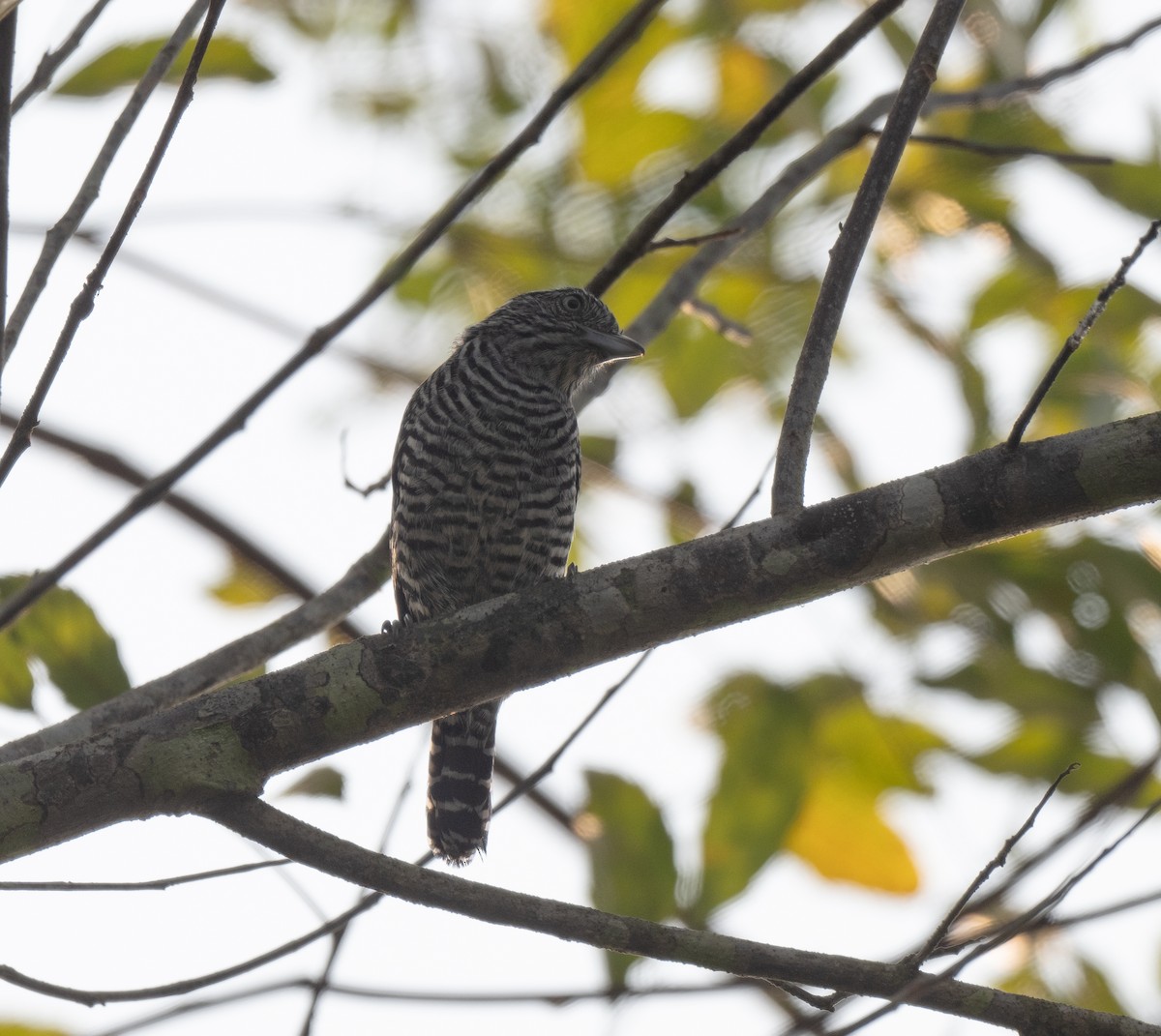 Barred Antshrike - ML622930678