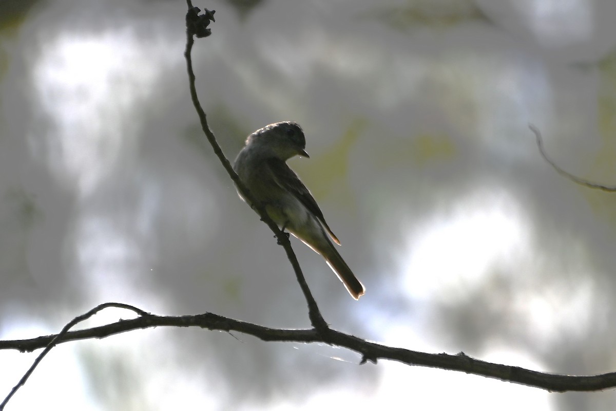 Northern Tropical Pewee - ML622930682