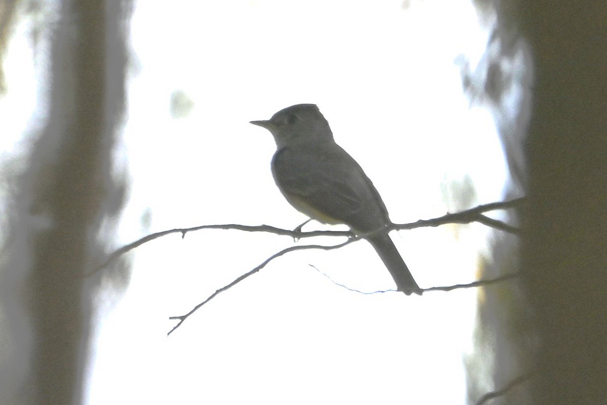 Northern Tropical Pewee - ML622930683