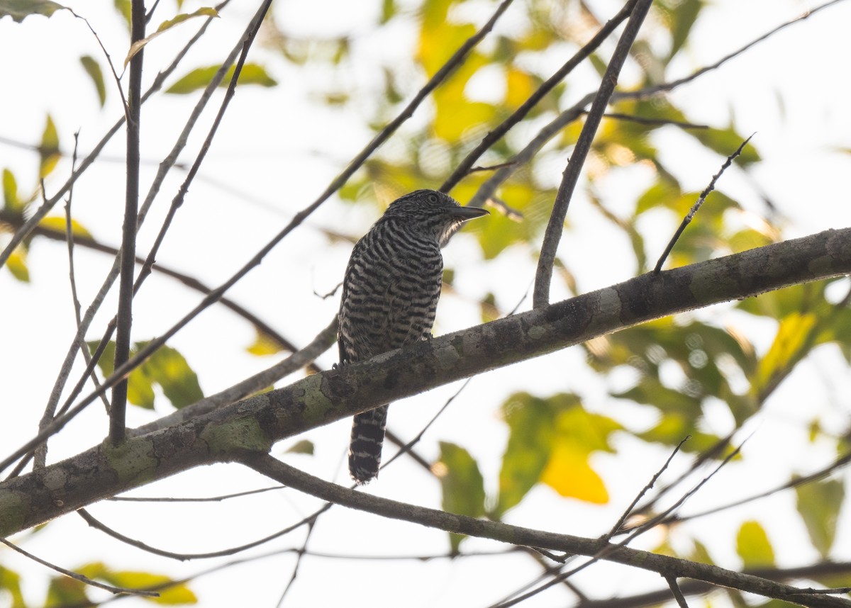 Barred Antshrike - Tor Egil Høgsås