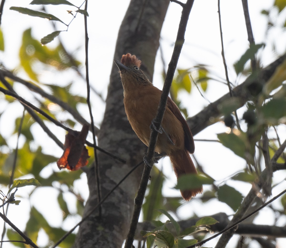 Barred Antshrike - ML622930695