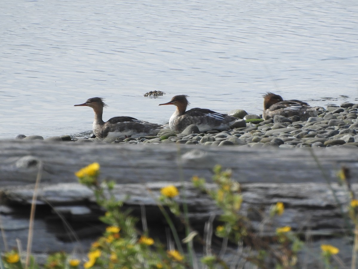 Red-breasted Merganser - ML622930722