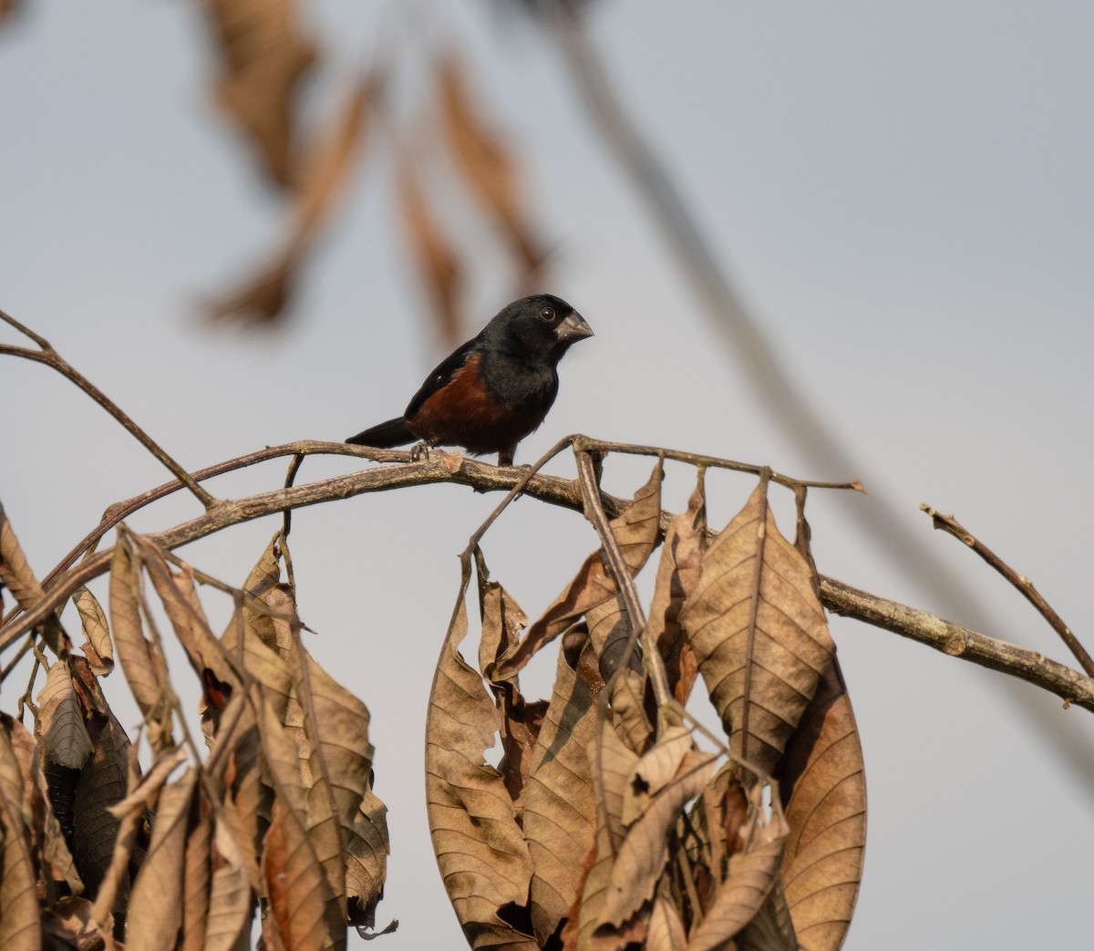 Chestnut-bellied Seed-Finch - Tor Egil Høgsås