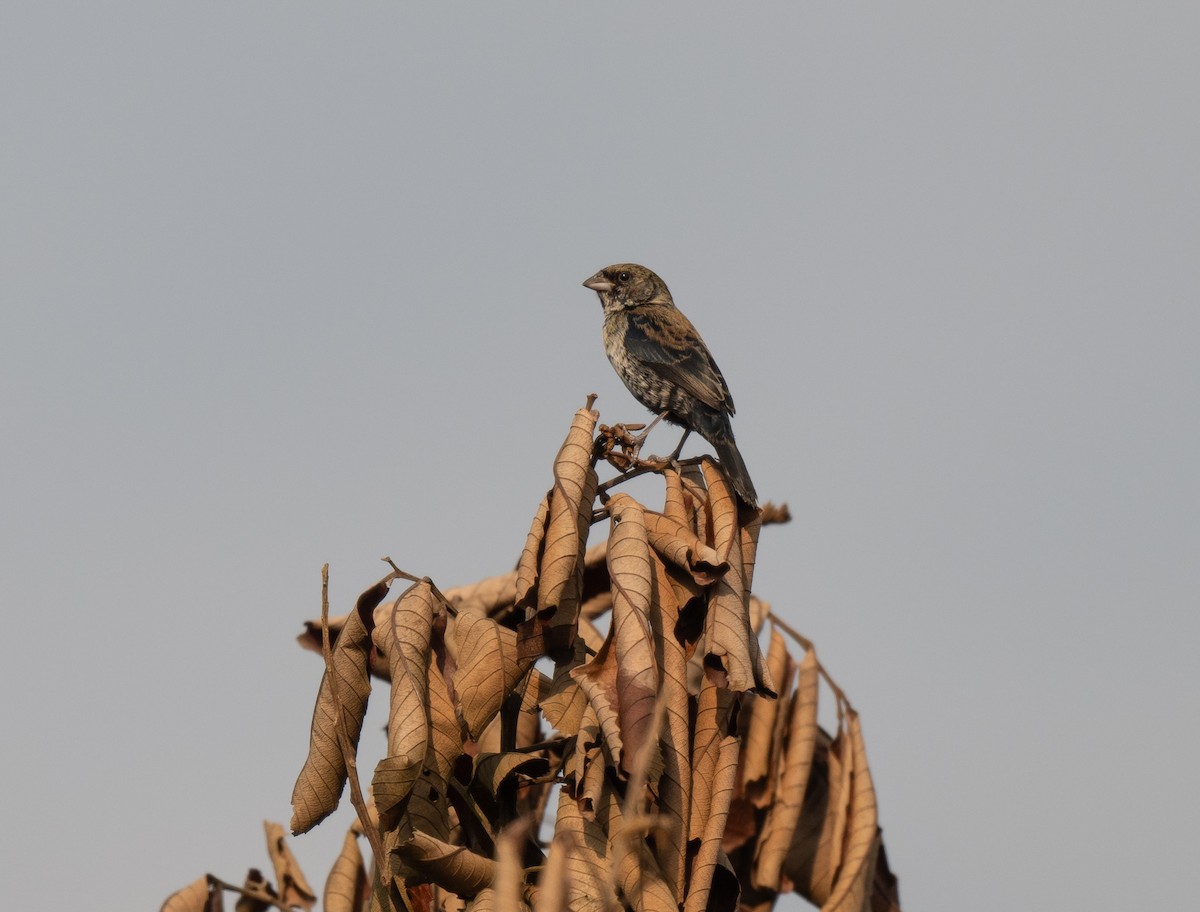 Chestnut-bellied Seed-Finch - ML622930751