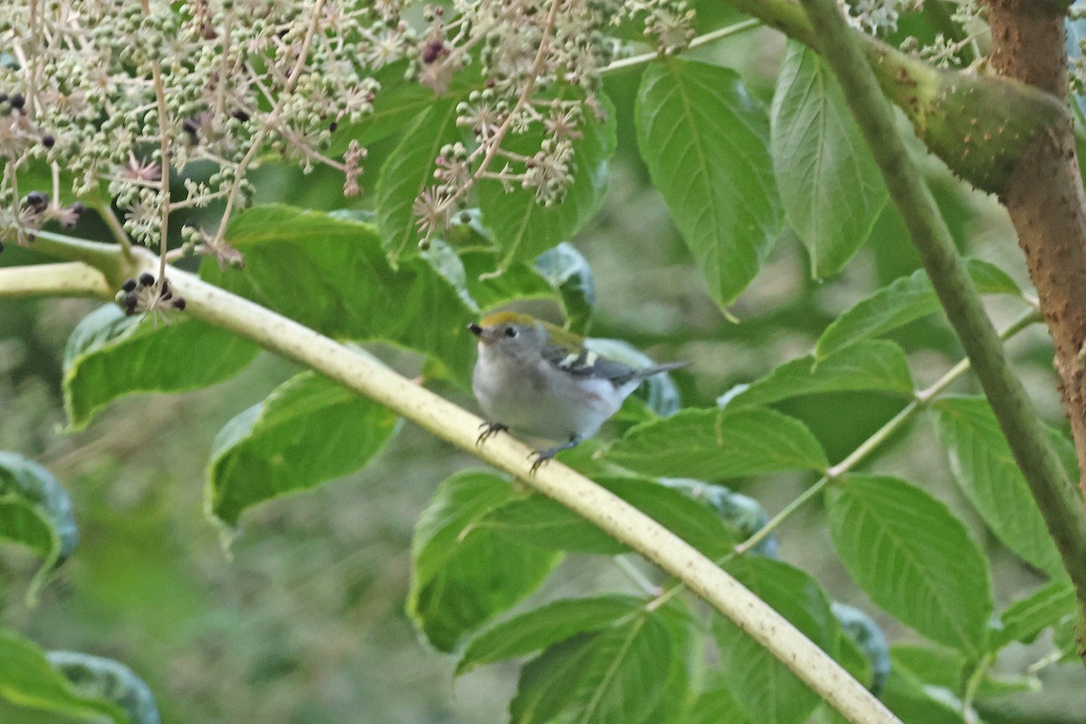 Paruline à flancs marron - ML622930755