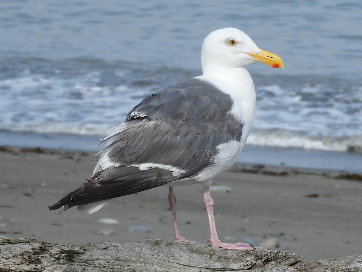 Western Gull - ML622930758