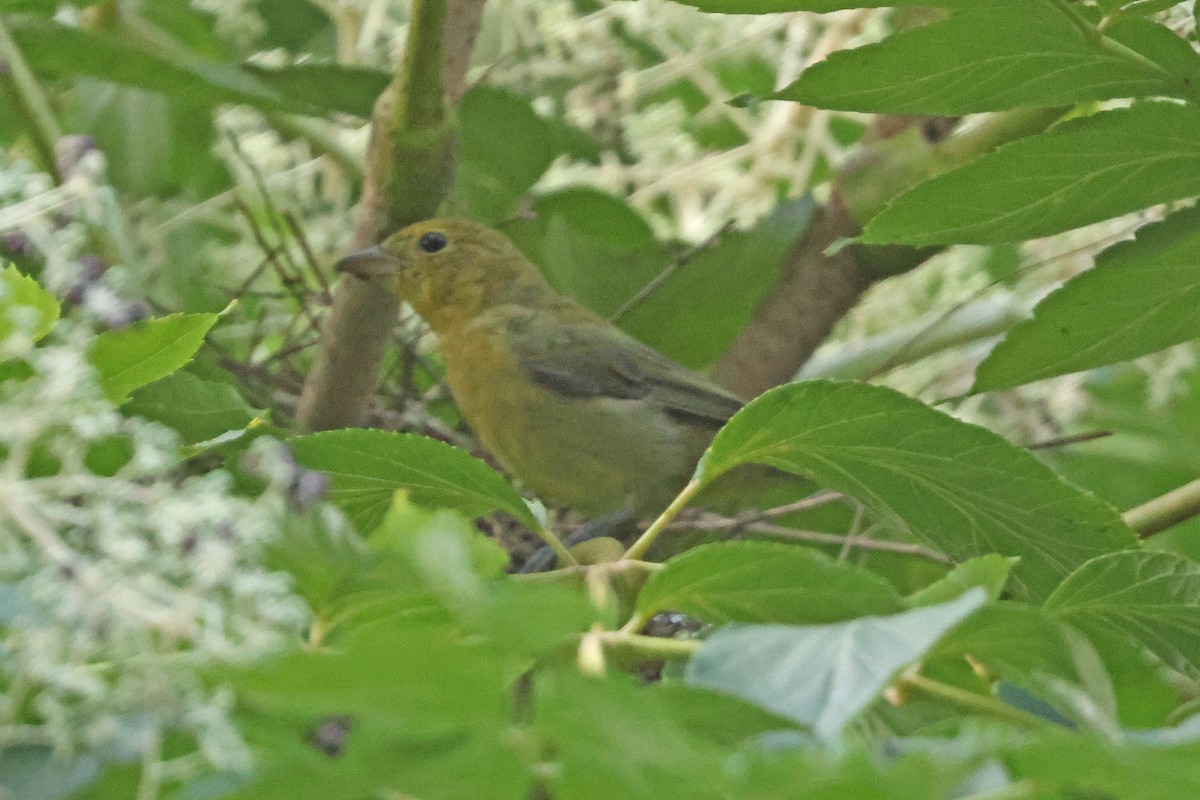 Scarlet Tanager - ML622930761