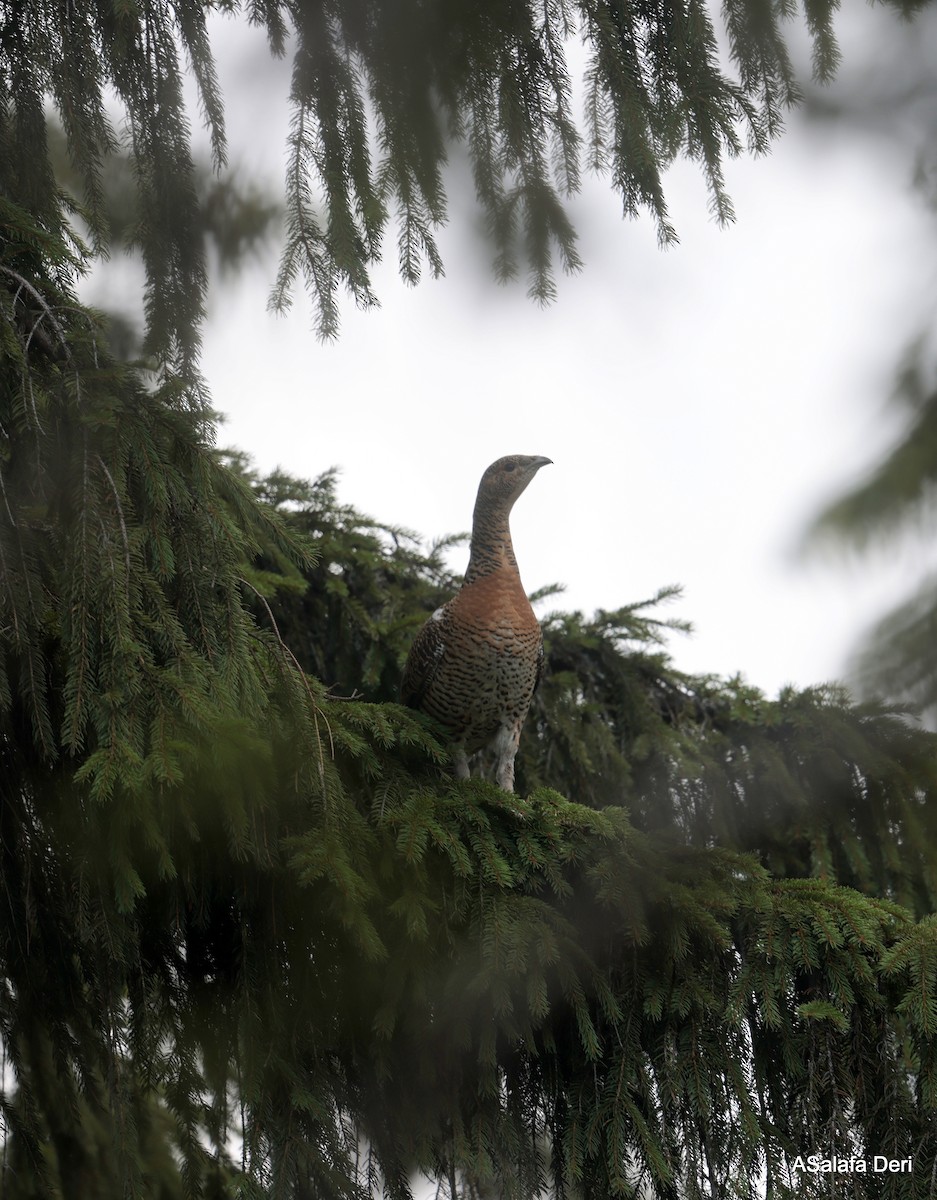 Western Capercaillie - ML622930769