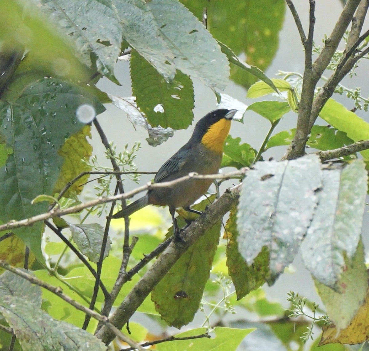 Блакитар жовтогорлий - ML622930784