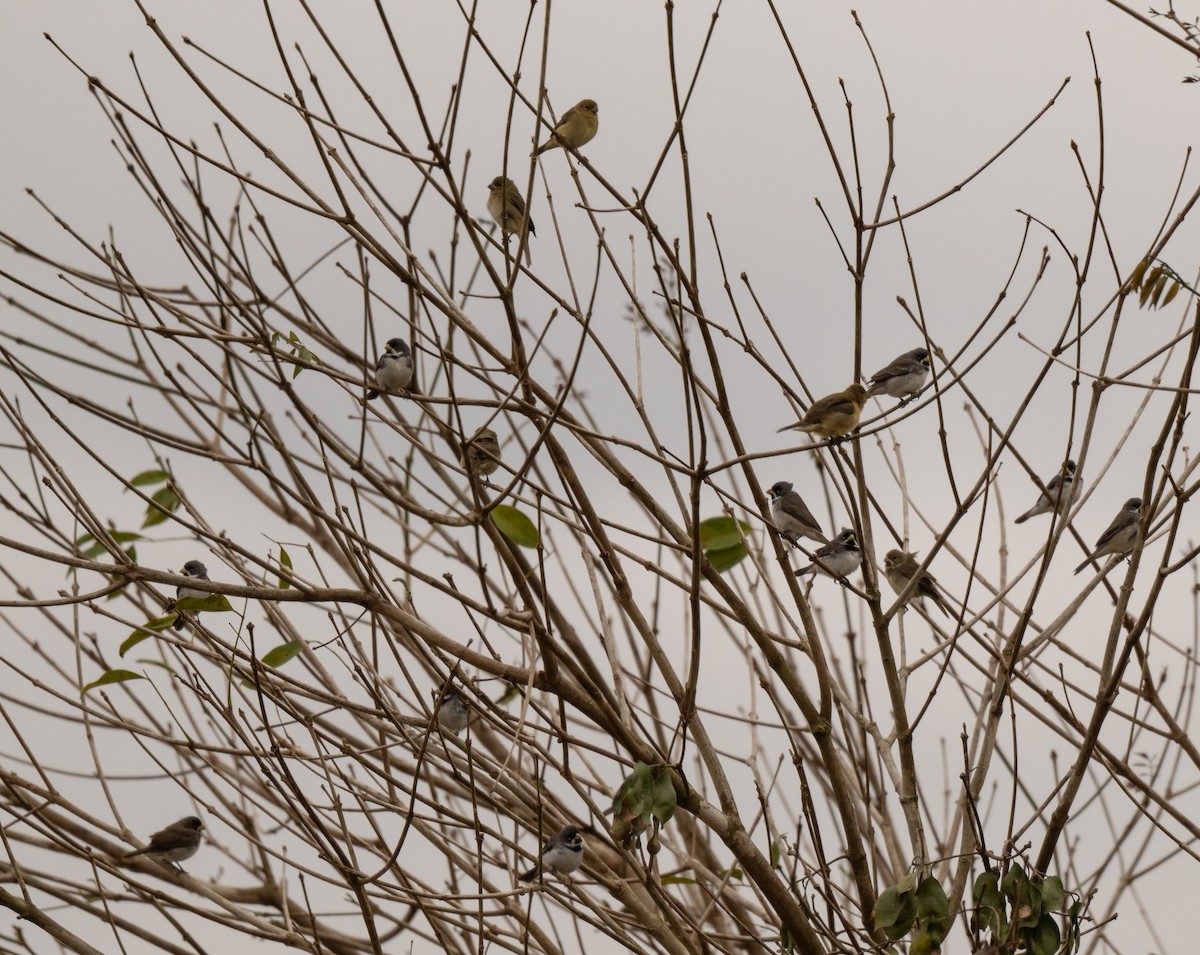 Double-collared Seedeater - ML622930814