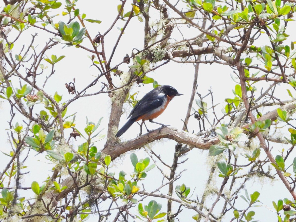 Black-throated Flowerpiercer - ML622930837