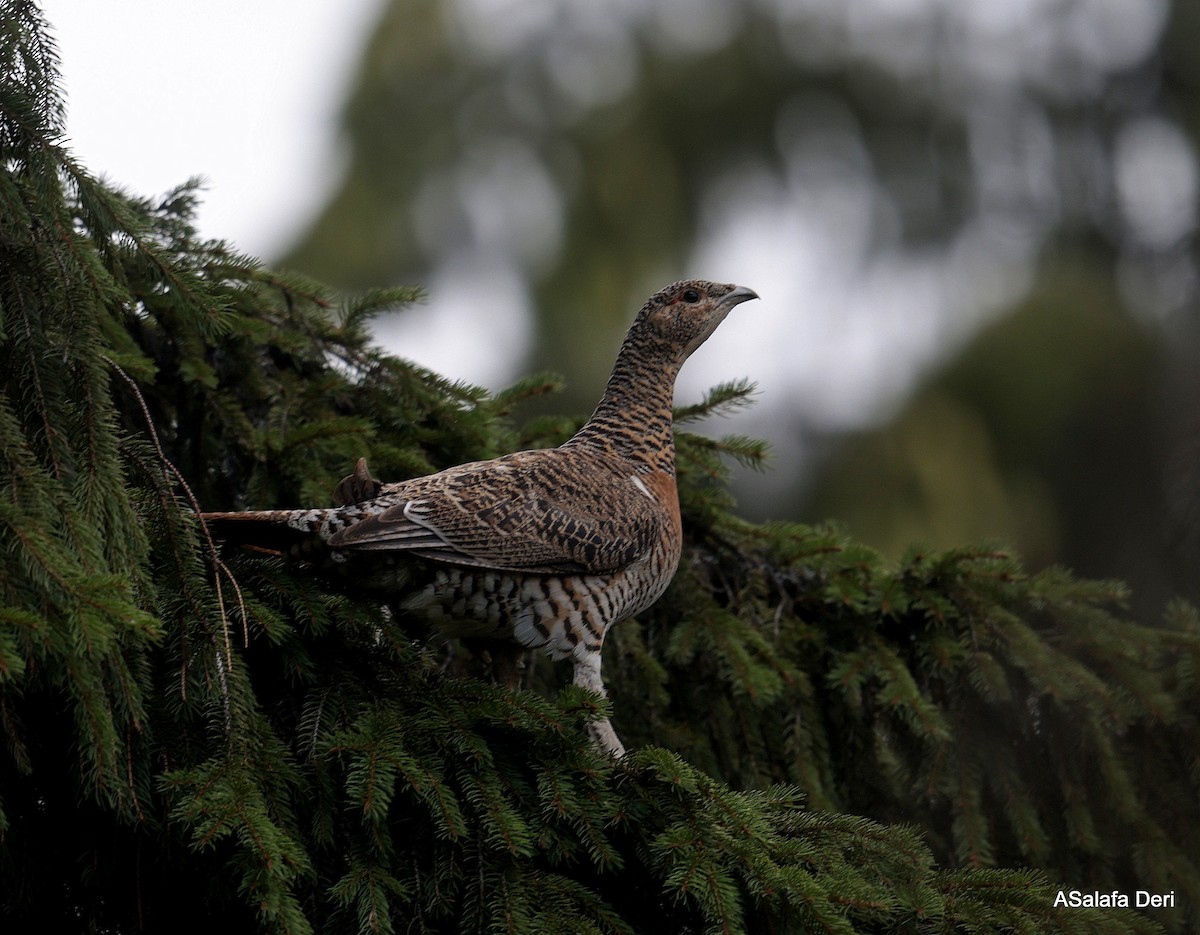 Western Capercaillie - ML622930847