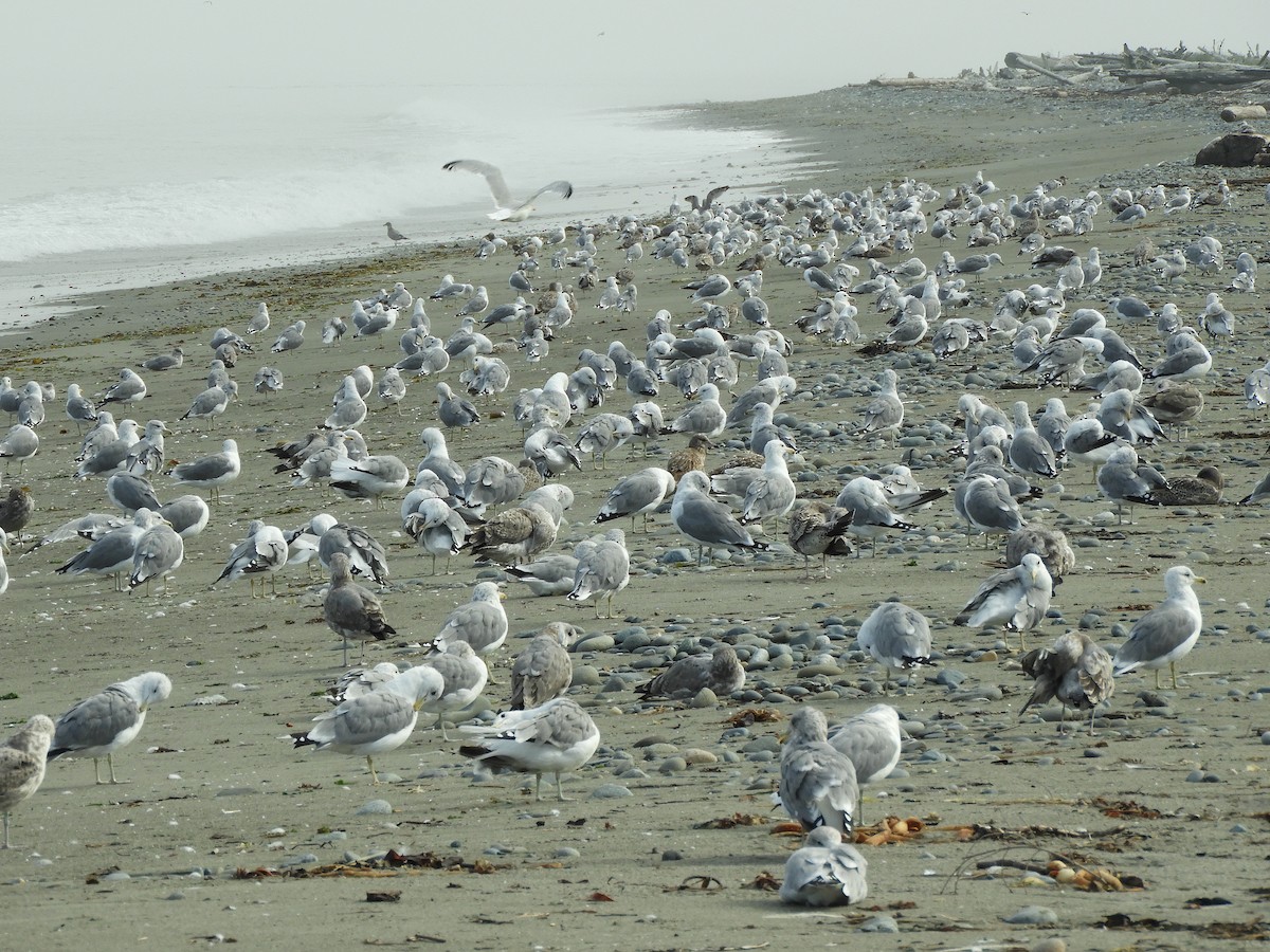 California Gull - ML622930854