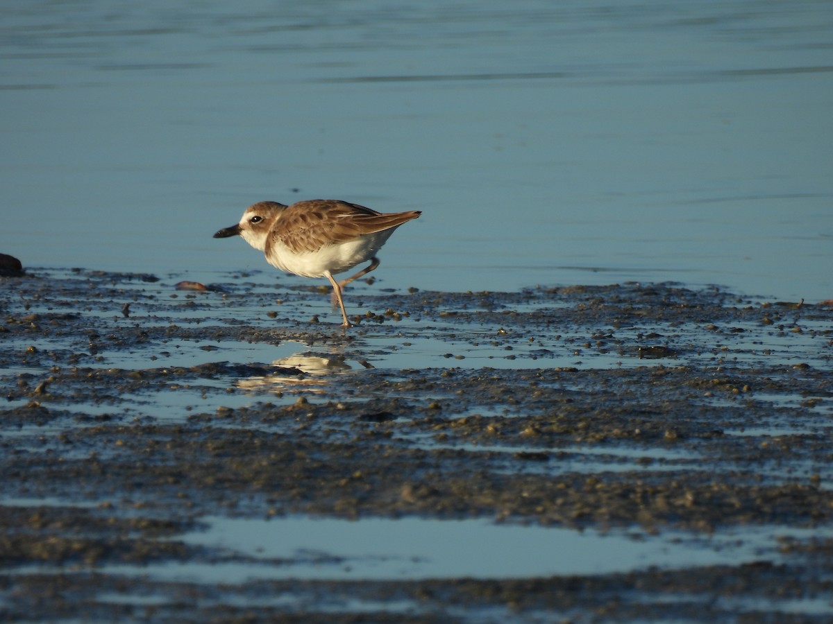 Wilson's Plover - Bart Hutchinson