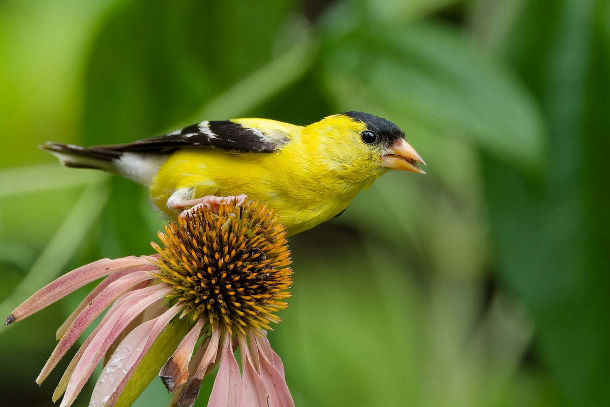 American Goldfinch - Ankur Dave