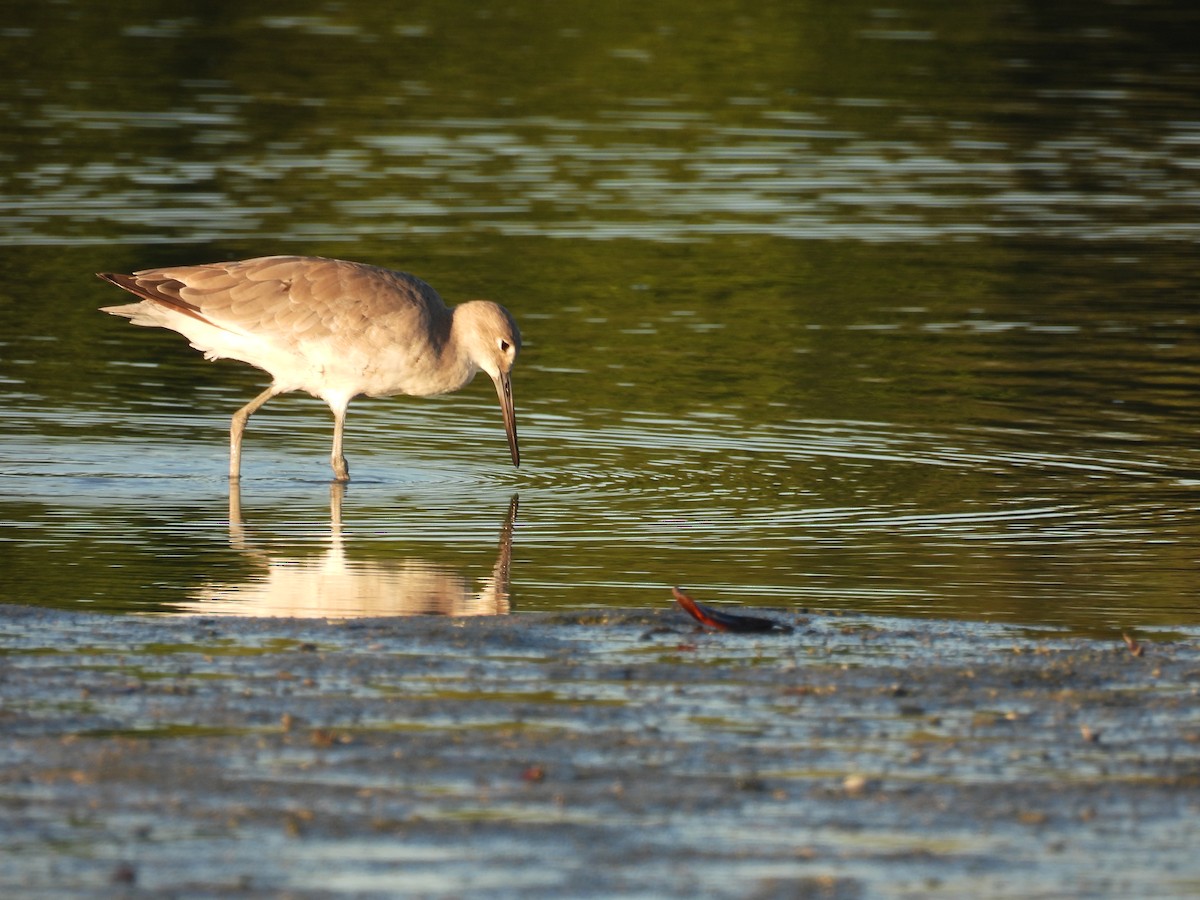 Willet - Bart Hutchinson