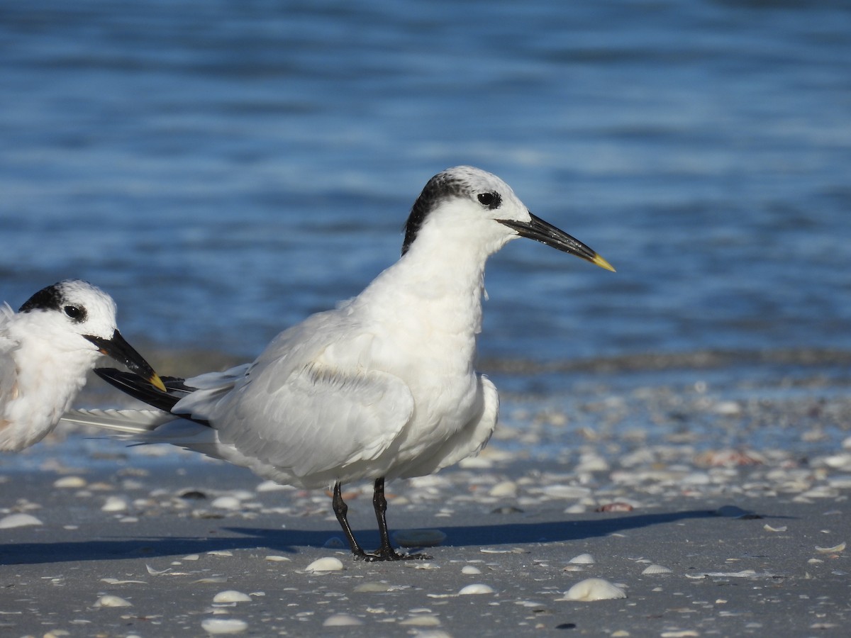 Sandwich Tern - Bart Hutchinson