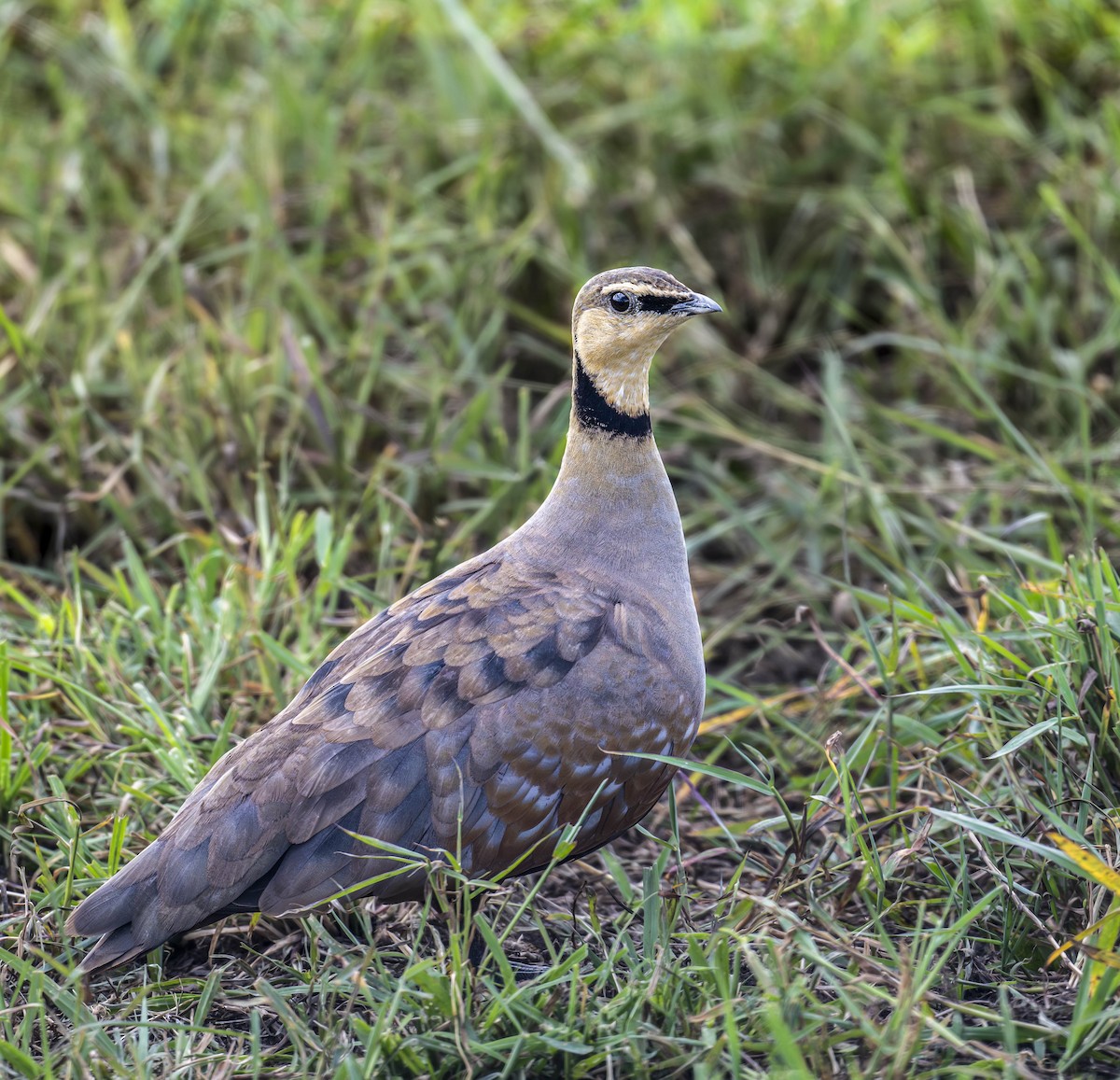 Yellow-throated Sandgrouse - ML622930991