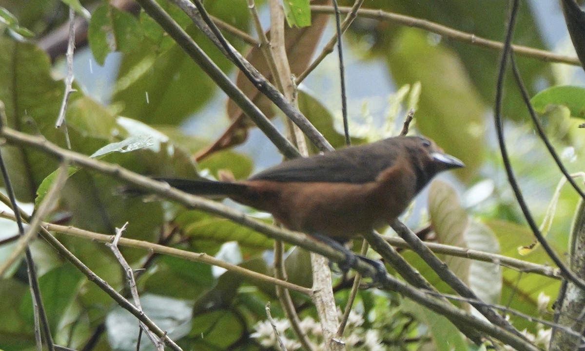 Габія кармінова - ML622930999