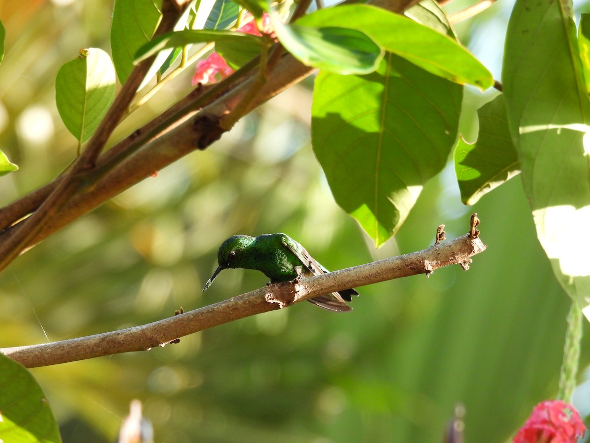 Garden Emerald - ML622931017