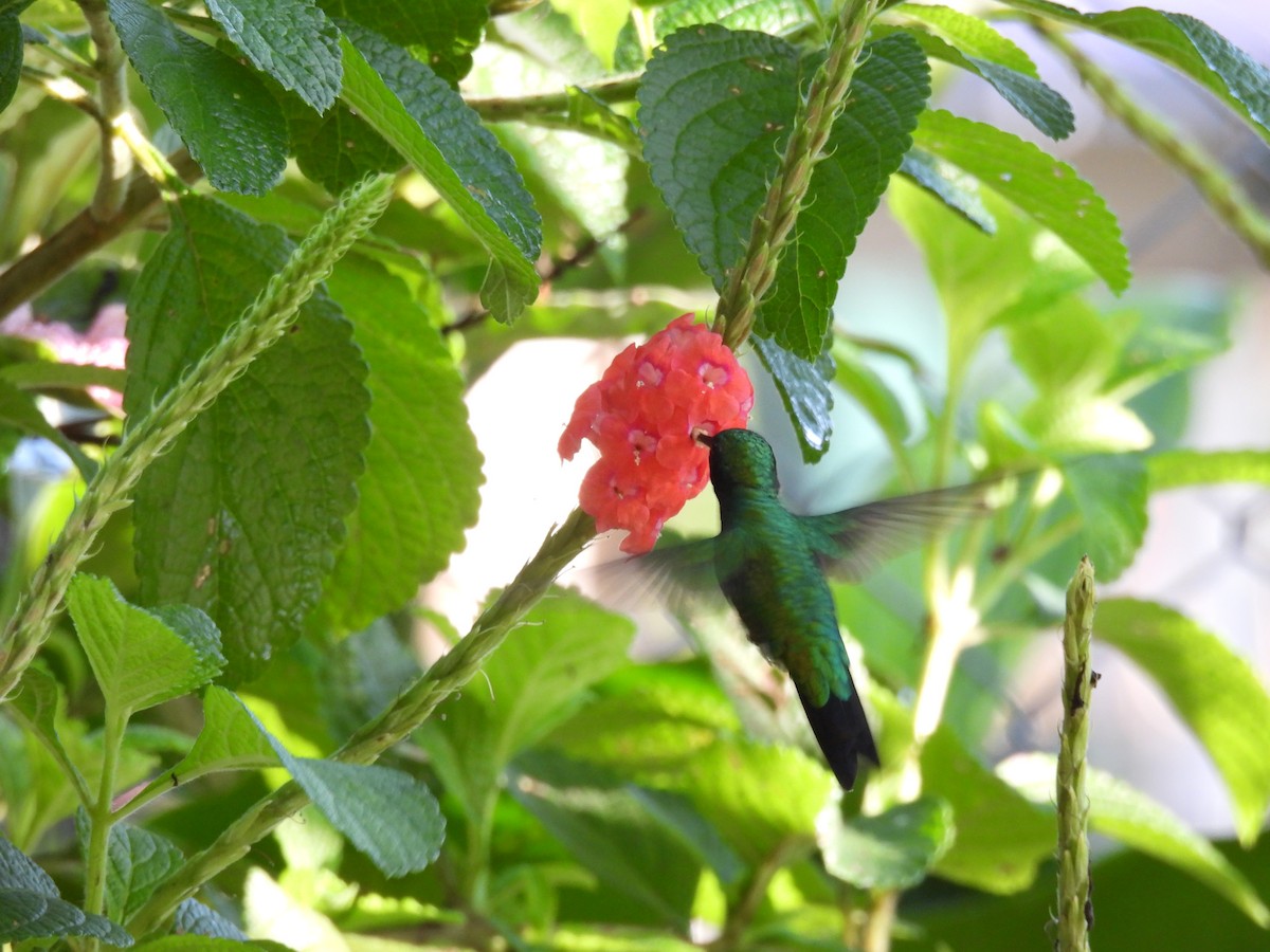 Garden Emerald - ML622931018