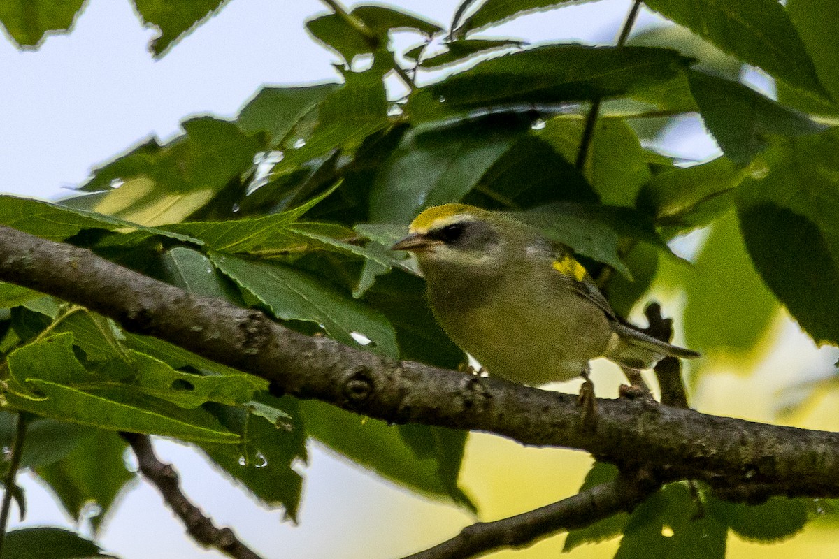 Golden-winged Warbler - ML622931075
