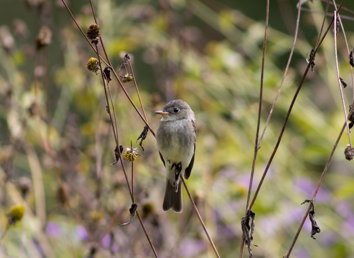 Eastern Wood-Pewee - ML622931100