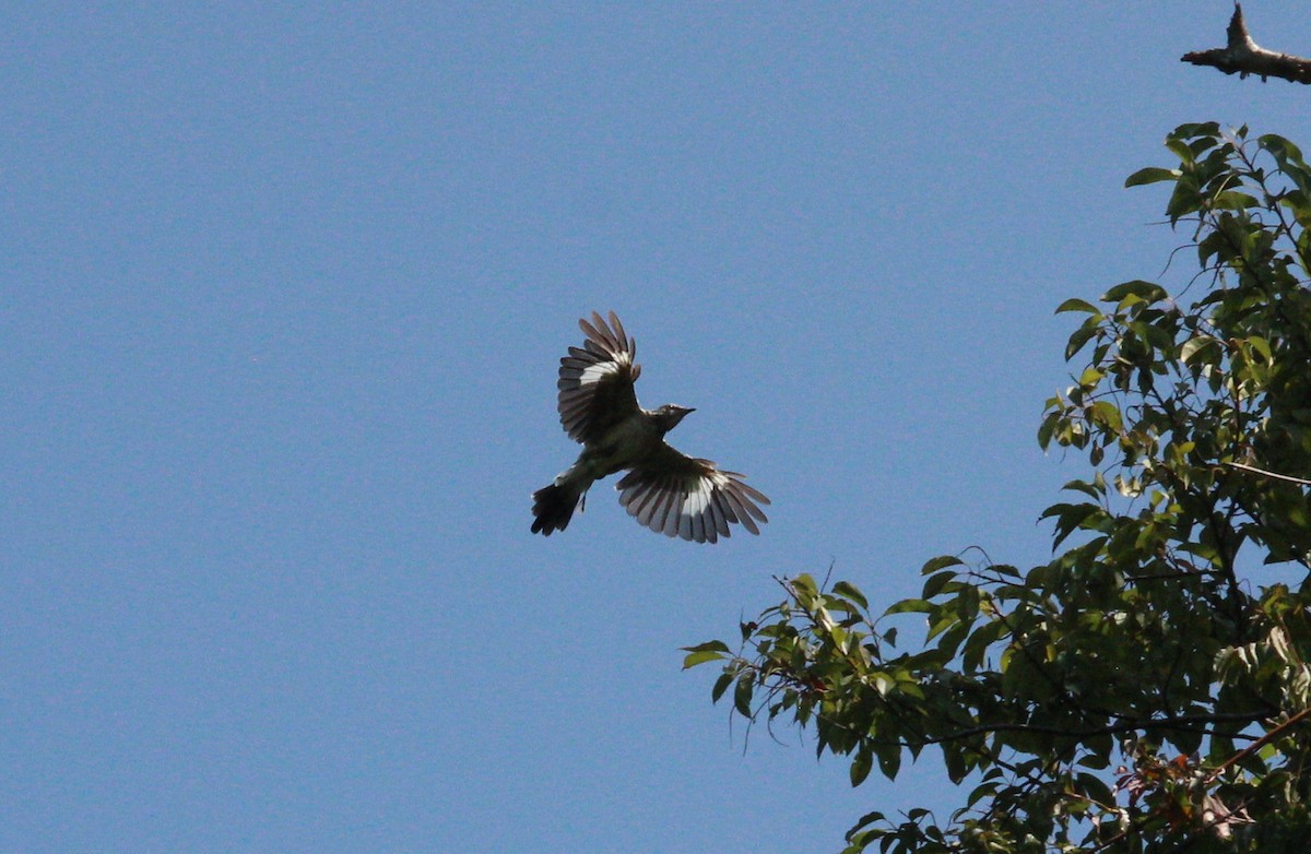 Northern Mockingbird - ML622931119