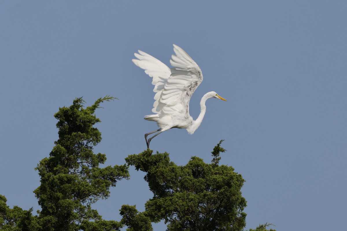 Grande Aigrette - ML622931121