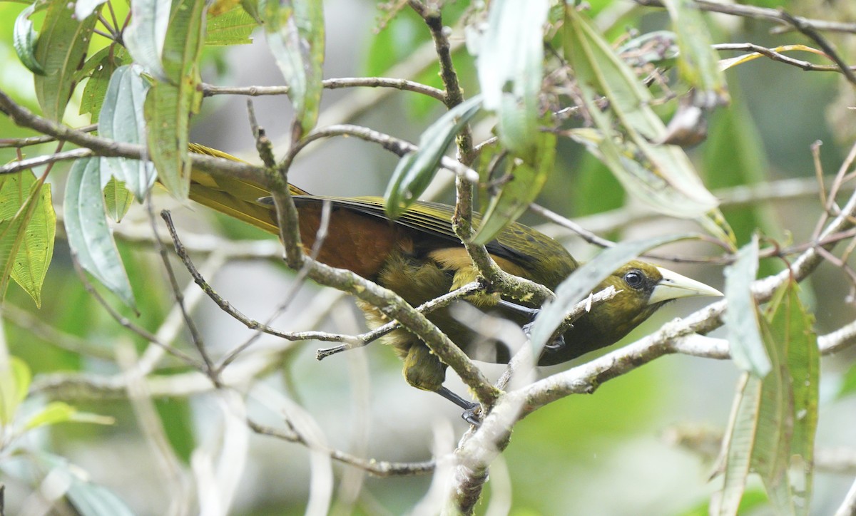 Dusky-green Oropendola - ML622931166