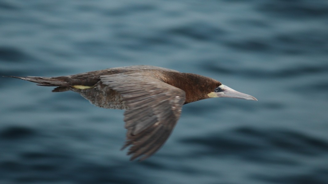 Brown Booby - Rémi Bigonneau