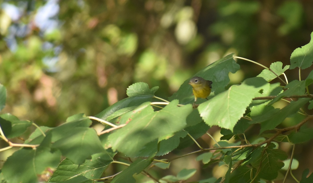 Magnolia Warbler - ML622931275