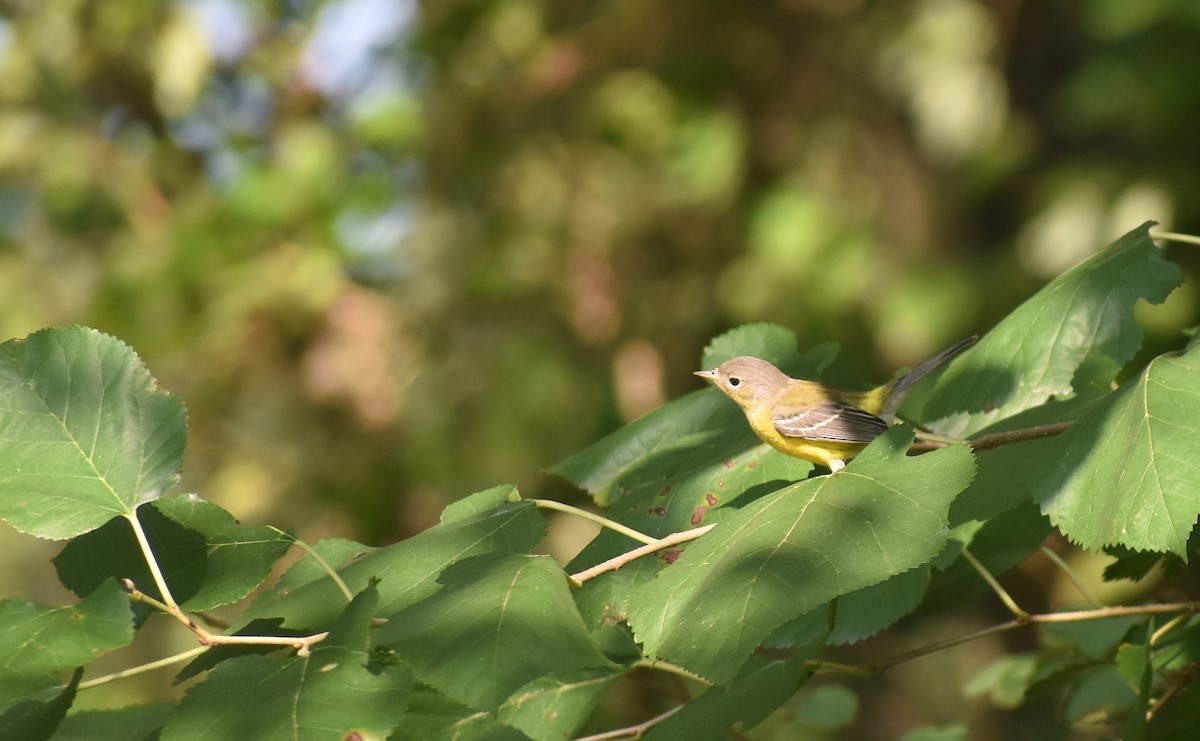 Magnolia Warbler - ML622931279