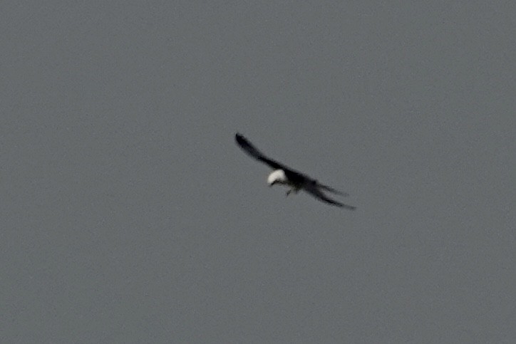 Swallow-tailed Kite - ML622931280