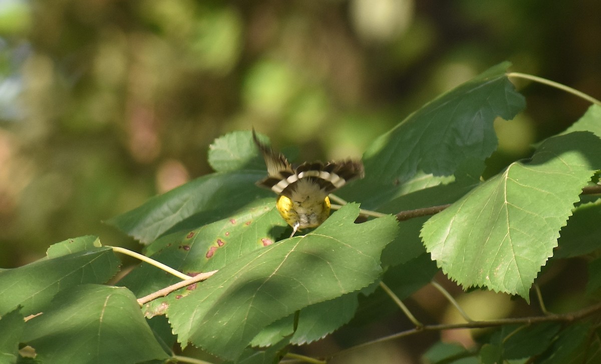 Magnolia Warbler - ML622931285