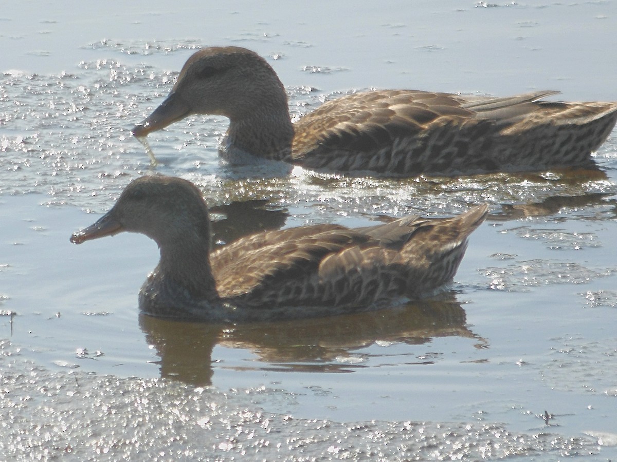 Gadwall - Kristos Said Kendall