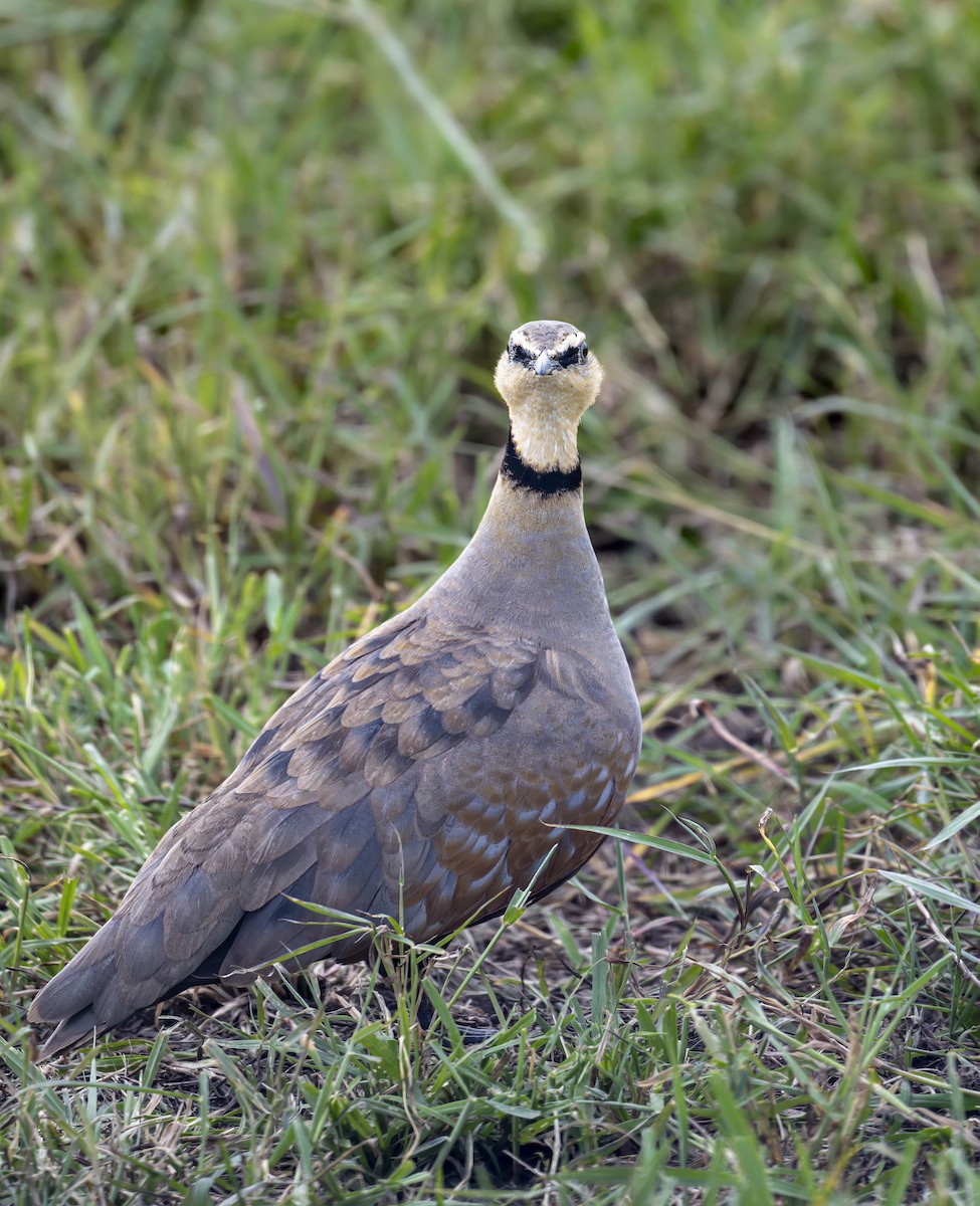 Yellow-throated Sandgrouse - ML622931356
