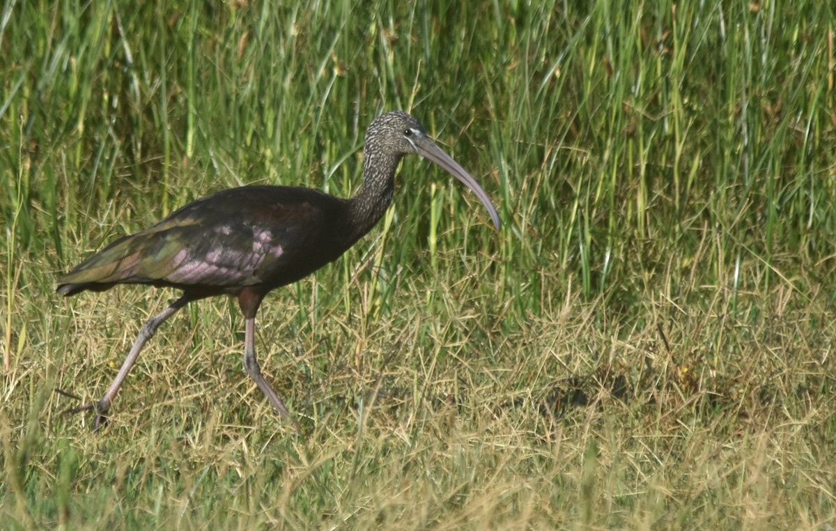 Glossy Ibis - ML622931370