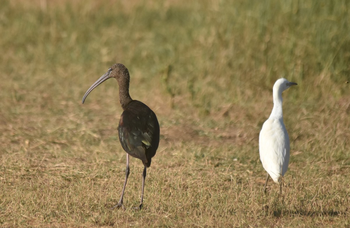 Glossy Ibis - ML622931371