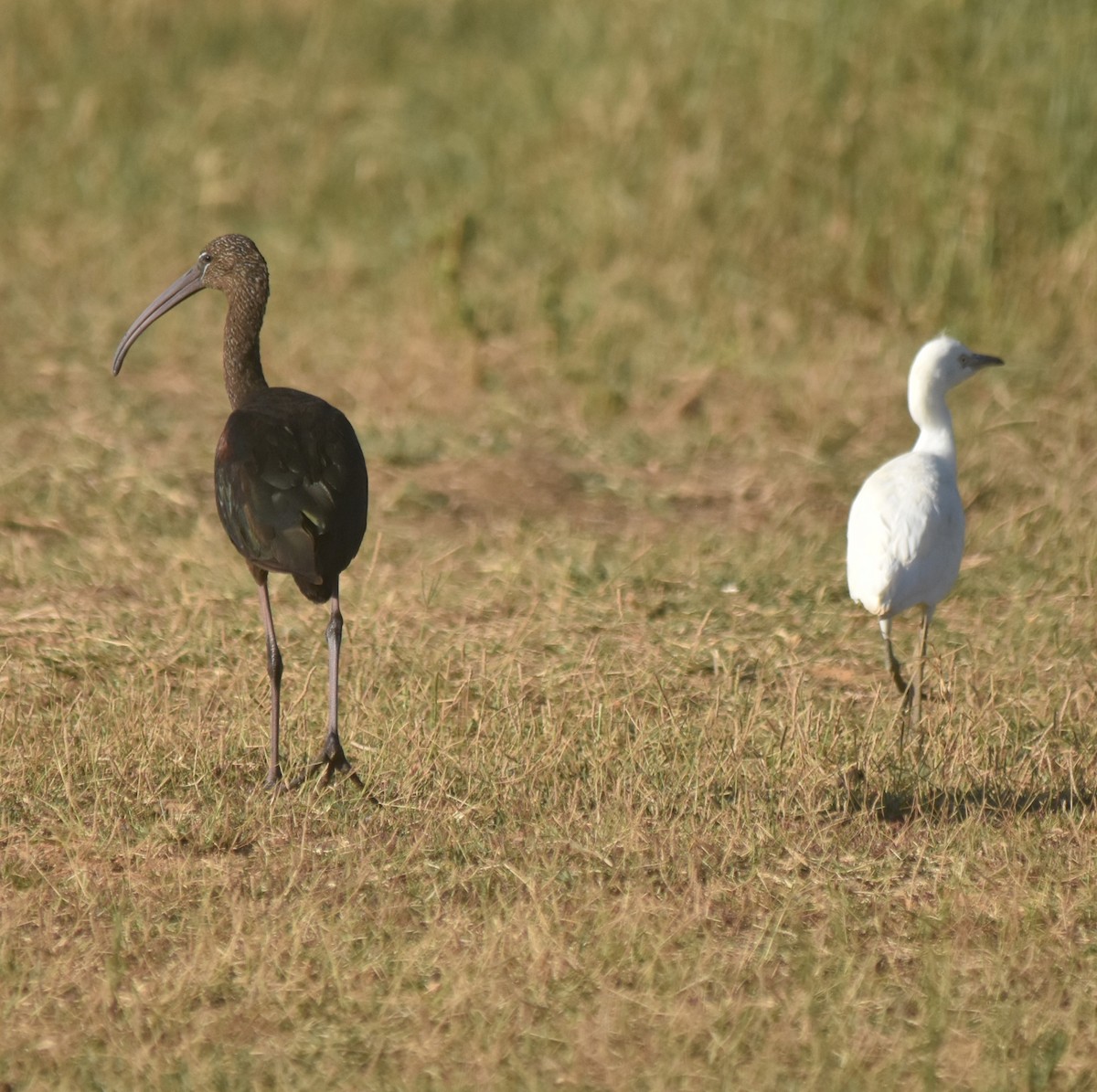 Glossy Ibis - ML622931372