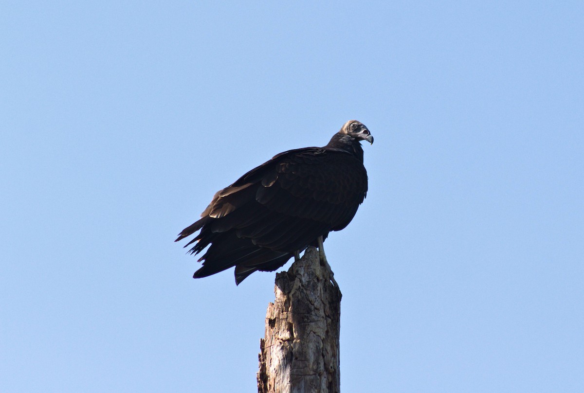 ヒメコンドル - ML622931374