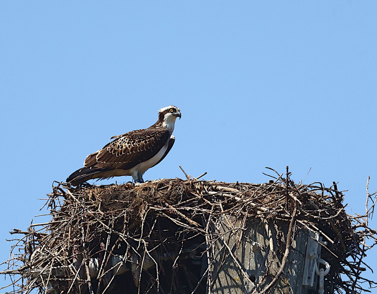 Osprey - José Gravato