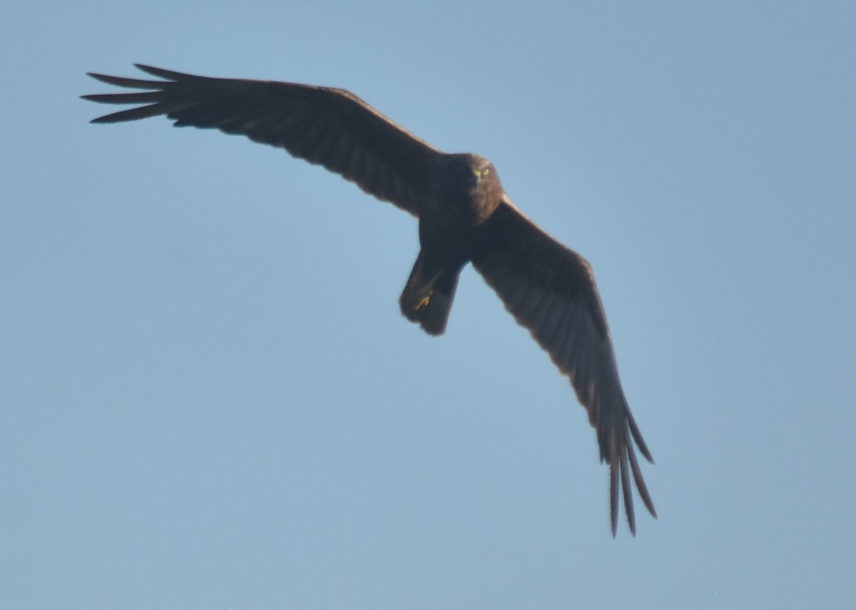 Western Marsh Harrier - Luís Santos