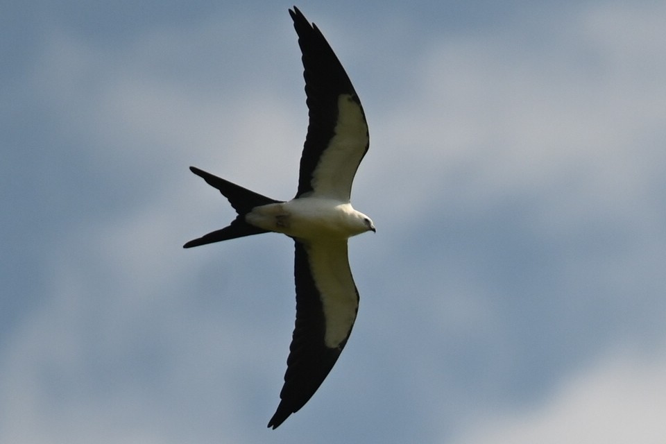 Swallow-tailed Kite - ML622931461