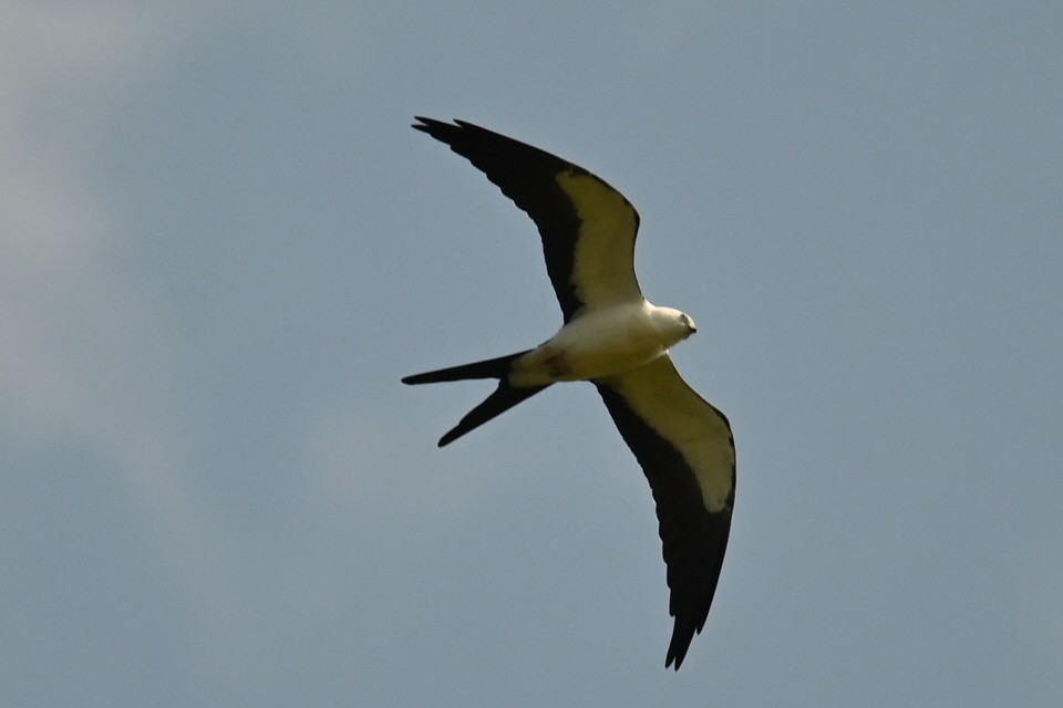 Swallow-tailed Kite - ML622931472